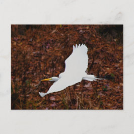 Postal Gran Egret en vuelo