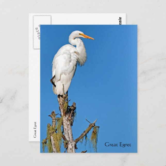 Postal Gran Egret Wildlife Series # 22 (Anverso / Reverso)