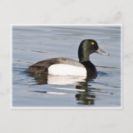 Postal Gran Escoba - Drake de Bluebill