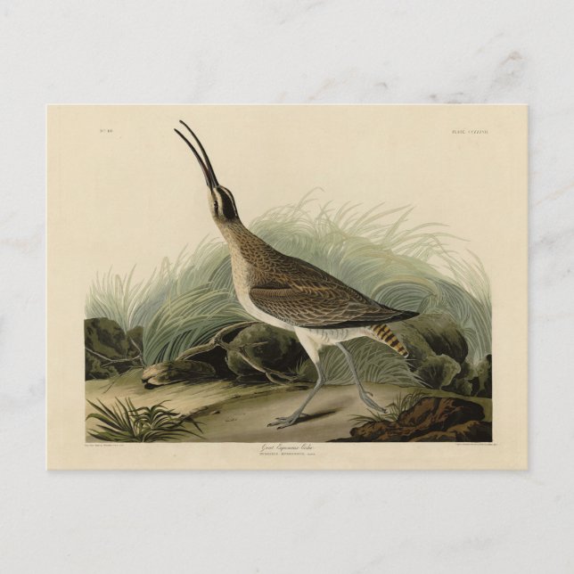 Postal Gran Esquimaux Curlew (Hudsonian) Aves Audubon (Anverso)