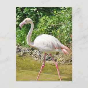 Postal Gran Flamingo hermoso - Postcard