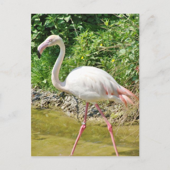 Postal Gran Flamingo hermoso - Postcard (Anverso)