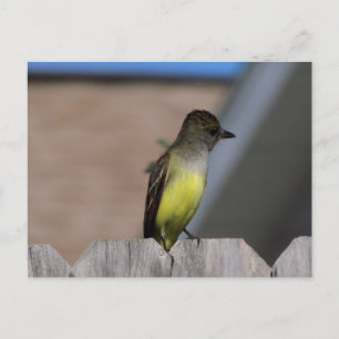 Postal Gran Flycatcher en reposo