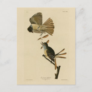 Postal Gran Flycatcher en reposo, aves auduónicas de Amér