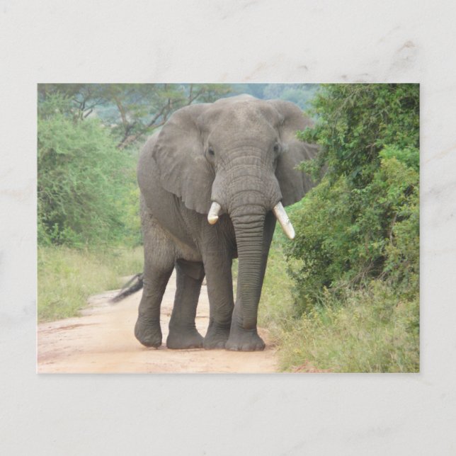 Postal Gran foto de elefante (Anverso)