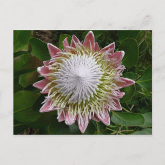 Postal Gran foto de flor rosa y blanca de la naturaleza