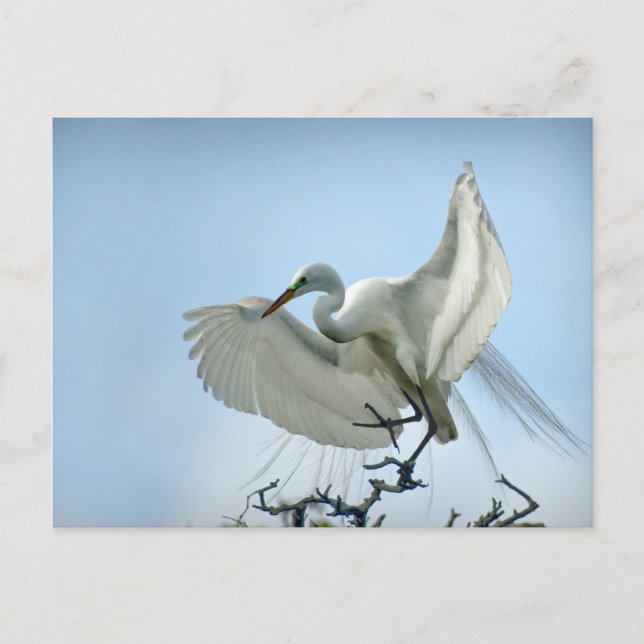 Postal Gran fotografía de la garza blanca (Anverso)