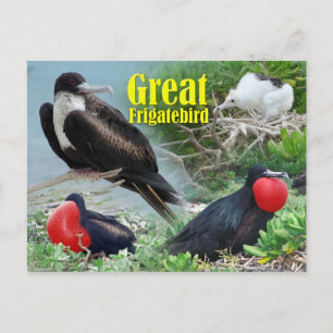 Postal Gran Frigatebird, Atolón Midway, Islas Hawaianas
