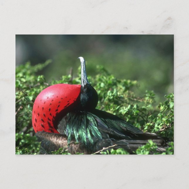 Postal Gran Frigatebird, Cortejo Masculino Con Gran Gular (Anverso)