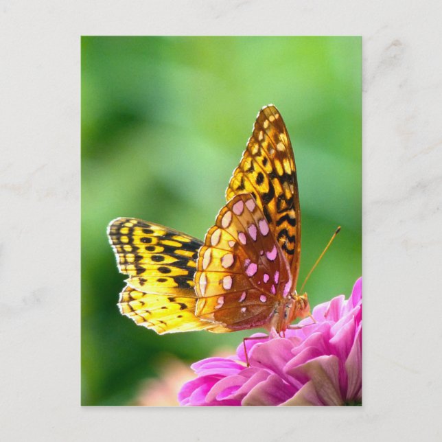 Postal Gran Fritillary Español (Anverso)