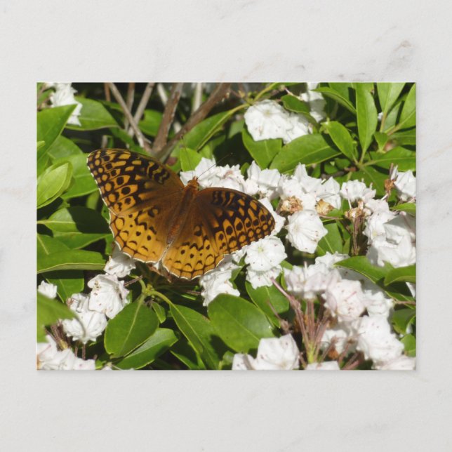 Postal Gran Fritillary Manchado en Laurel de Montaña (Anverso)