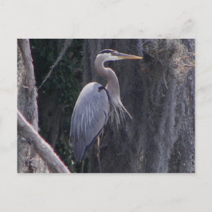 Postal Gran garza azul