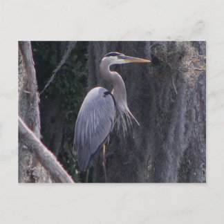 Postal Gran garza azul