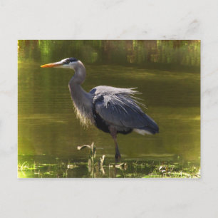 Postal Gran garza azul