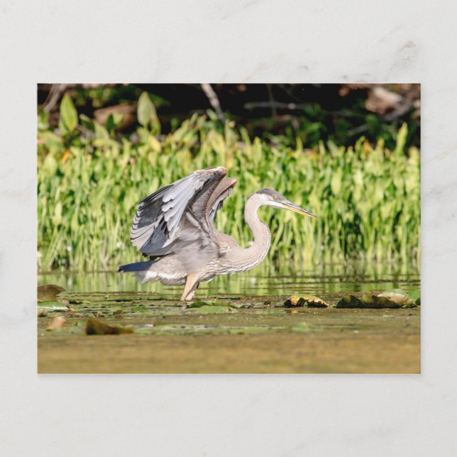 Postal Gran garza azul (Anverso)