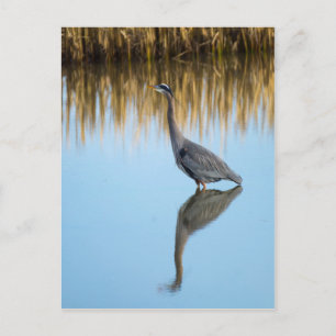Postal Gran garza azul