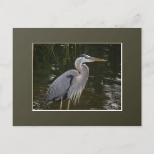 Postal Gran garza azul