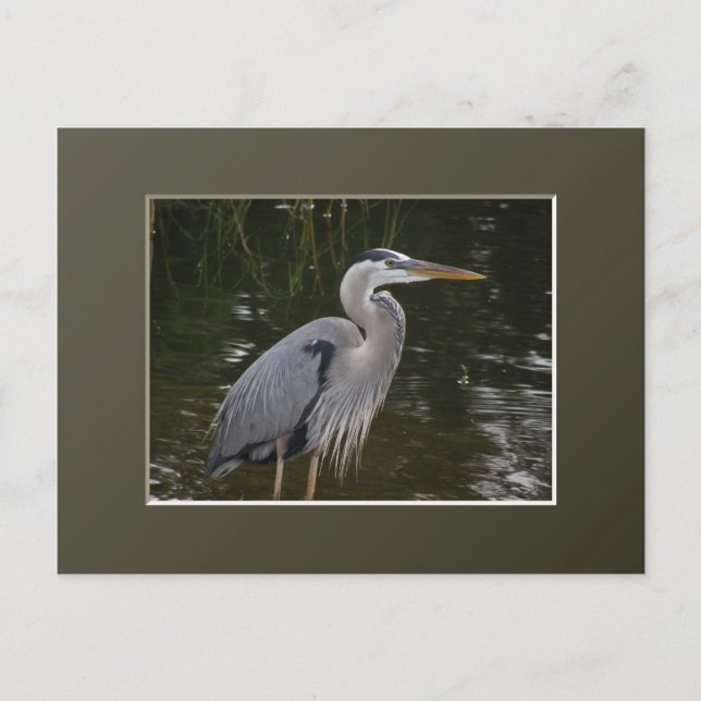 Postal Gran garza azul (Anverso)