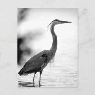 Postal Gran garza azul