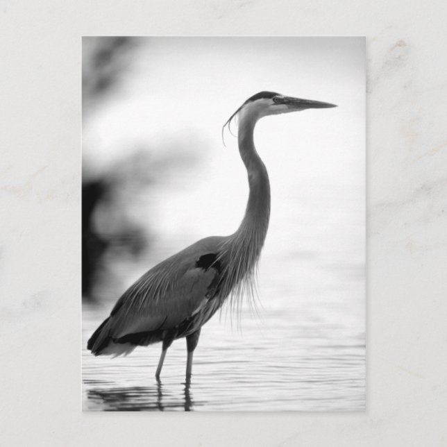 Postal Gran garza azul (Anverso)