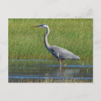 Postal gran garza azul