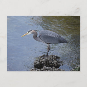 Postal Gran garza azul