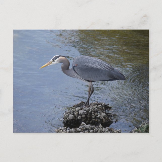 Postal Gran garza azul (Anverso)