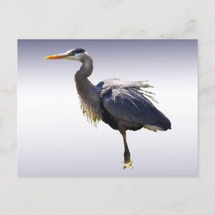 Postal Gran garza azul