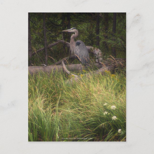 Postal Gran garza azul 8917 (Anverso)