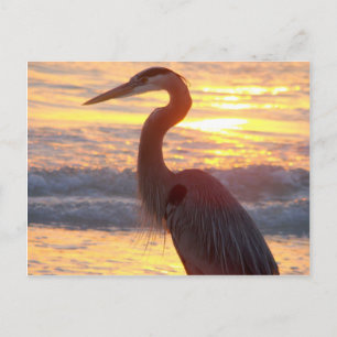 Postal Gran garza azul al atardecer