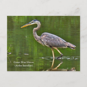 Postal Gran Garza Azul (Ardea herodias)