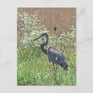 Postal Gran garza azul - Ardea herodias