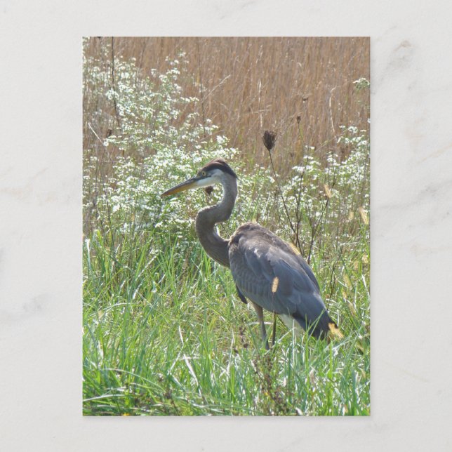 Postal Gran garza azul - Ardea herodias (Anverso)