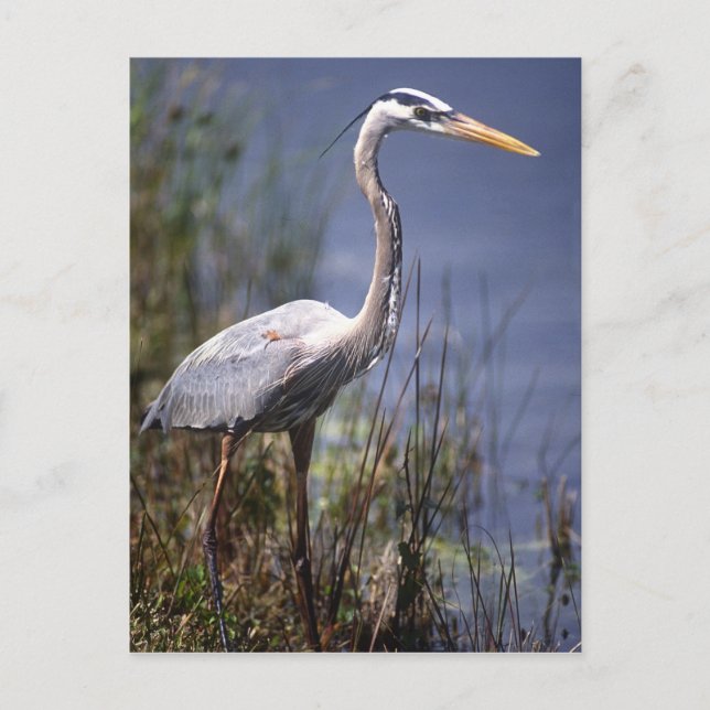 Postal Gran garza azul ave de agua (Anverso)