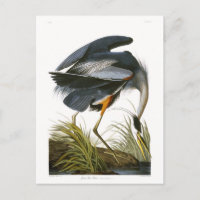 Gran garza azul, Bella Artes John James Audubon