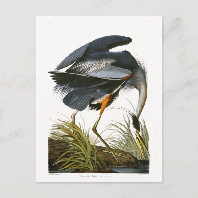 Postal Gran garza azul, Bella Artes John James Audubon (Anverso)