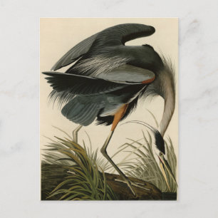 Postal Gran garza azul de los pájaros de América de Audub