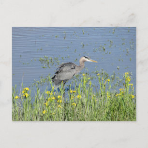 Postal Gran garza azul en el río.