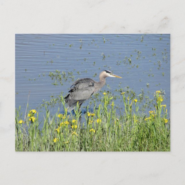 Postal Gran garza azul en el río. (Anverso)