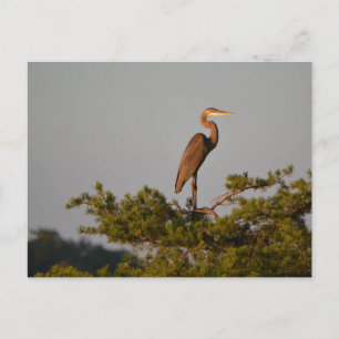 Postal Gran garza azul en la parte superior del árbol