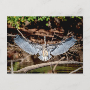 Postal Gran garza azul en un tronco