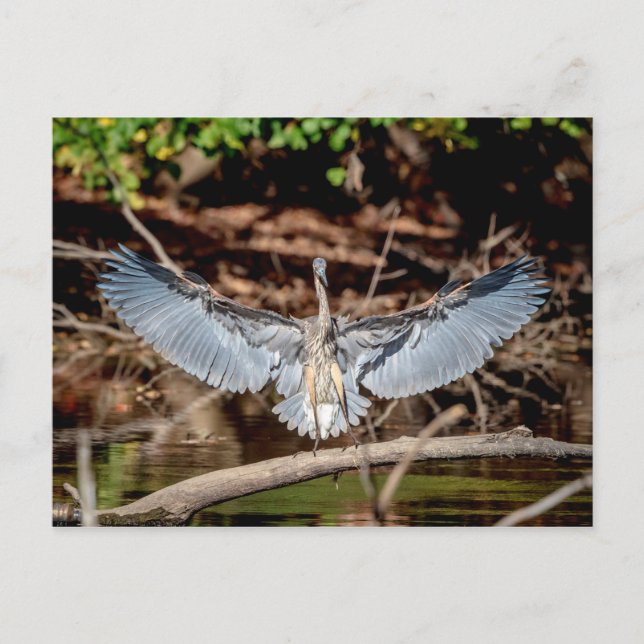 Postal Gran garza azul en un tronco (Anverso)