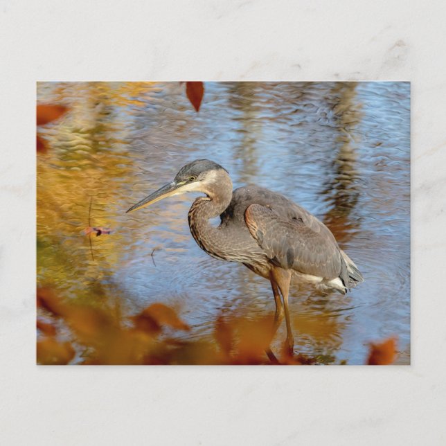 Postal Gran garza azul enmarcada con follaje otoñal (Anverso)