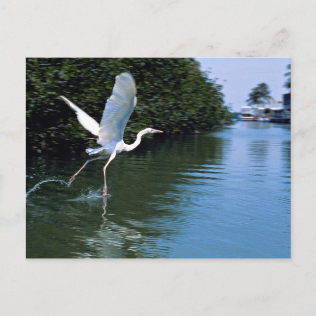 Postal Gran garza azul (fase blanca), Key Largo, Florida (Anverso)