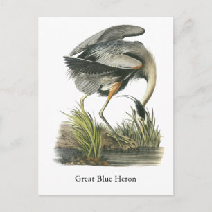 Postal Gran garza azul, John Audubon