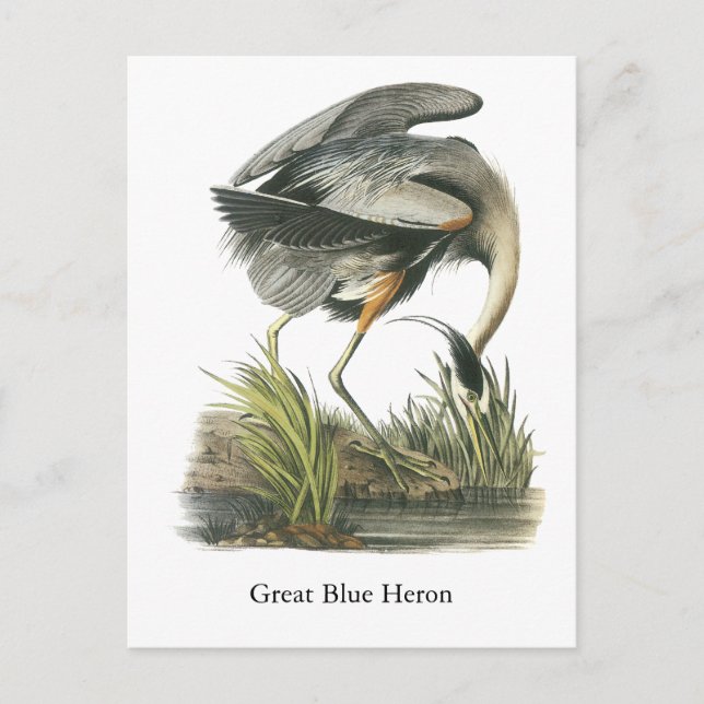 Postal Gran garza azul, John Audubon (Anverso)