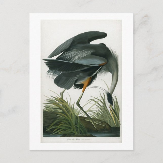 Postal Gran garza azul, John James Audubon (Anverso)