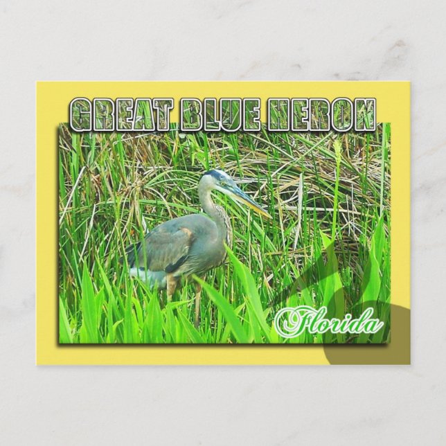 Postal Gran garza azul, Parque Nacional Everglades, FL (Anverso)