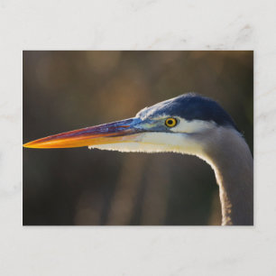 Postal Gran garza azul, retrato de cerca