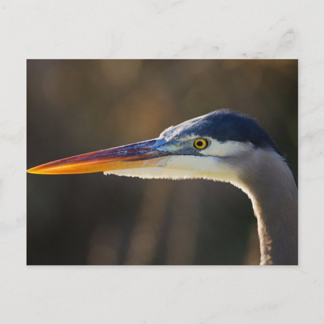 Postal Gran garza azul, retrato de cerca (Anverso)